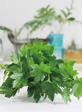 日本枫叶鲜切花瓶插花艺花束婚庆配叶花材昆明斗南直发顺丰空运