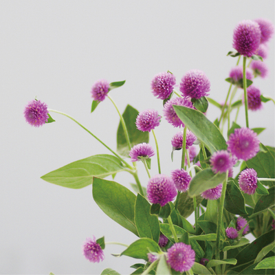 婚庆昆明顺丰空运直达千日红