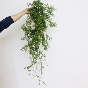 石松过山龙小众稀有精品应季花材大型花艺婚庆节日比赛装饰花束用