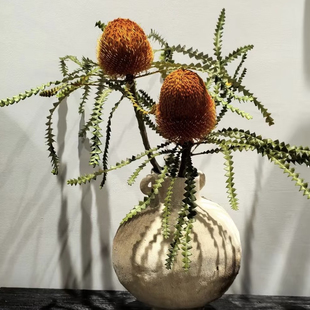 佛塔班克木南非进口鲜切花高端稀有小众花材家庭瓶插婚庆手捧花束