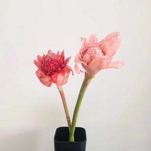 瓷玫瑰小众稀有精品应季花材高端
