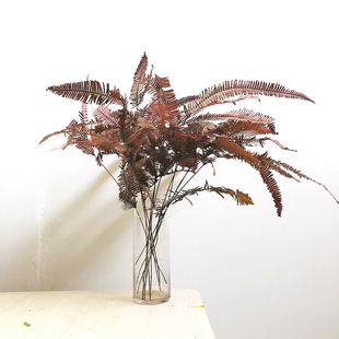 吸色紫色芒萁鲜切花小众花材办公室家庭瓶插花艺婚庆节日比赛常用