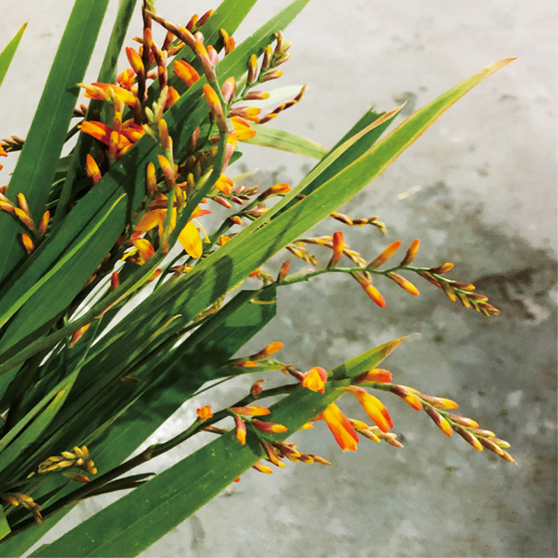 火焰兰鲜切花橙色瓶插花束花艺点缀花材昆明斗南直发顺丰空运直达,鲜花速递/花卉仿真/绿植园艺,花材,淘宝优惠券,粉丝福利购,淘宝优惠卷