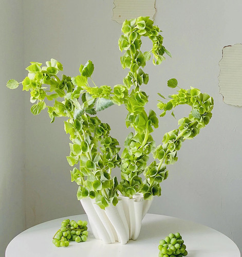 贝壳大型花艺常用精品稀有花材