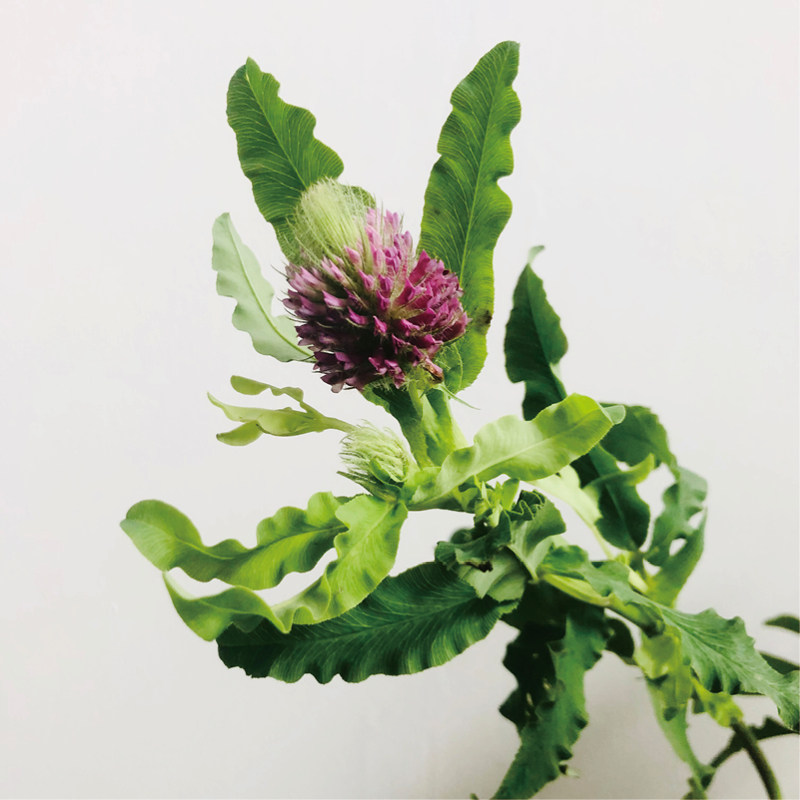 狐尾鲜切花高级感小众稀有花材