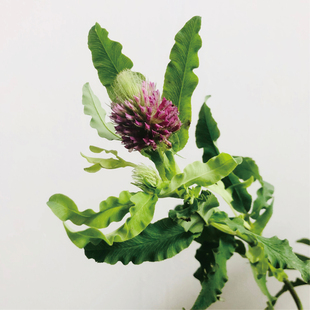 狐尾鲜切花高级感小众稀有花材家庭瓶插花艺婚庆节日装饰手捧花束