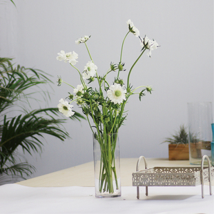 蓝盆花鲜切花婚庆瓶插花艺稀有小众花材昆明斗南直发顺丰空运直达