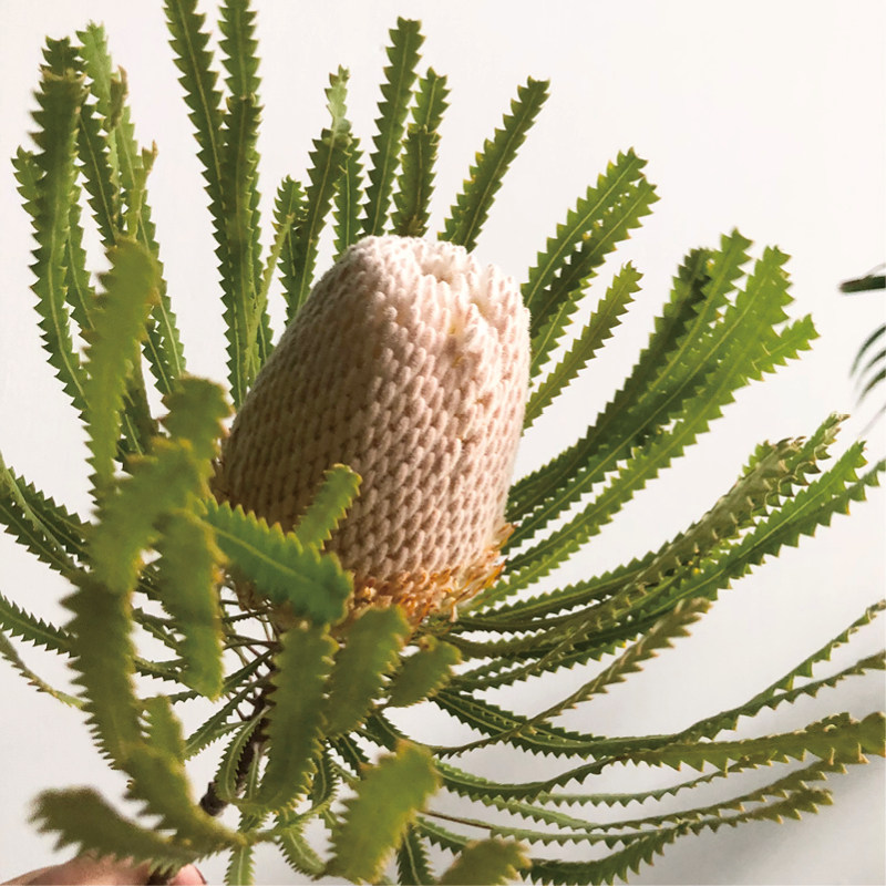 佛塔班克木南非进口鲜切花高端稀有小众花材家庭瓶插婚庆手捧花束