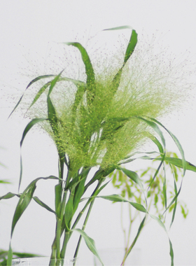 喷泉草鲜切花绿色高级感有仙气配草昆明斗南直发顺丰空运配送全国