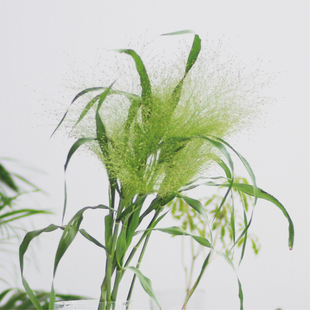 喷泉草鲜切花绿色高级感有仙气配草昆明斗南直发顺丰空运配送全国