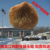 可打粉 农家 东北特产兴安岭野生猴头菇干货 猴头菇粉养胃粉