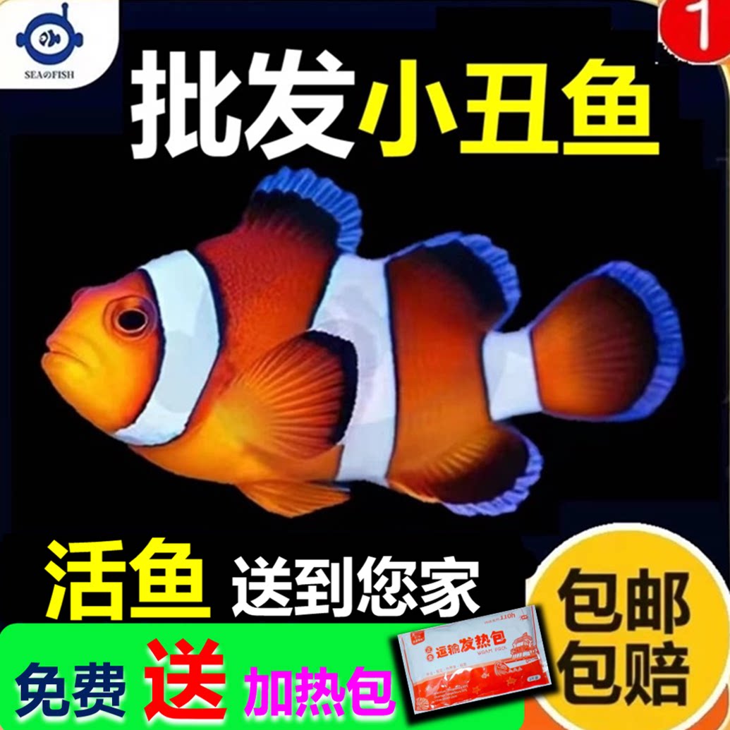 小丑鱼观赏鱼熊猫小丑鱼尼莫小丑鱼公子小丑鱼礼服小丑海水观赏鱼