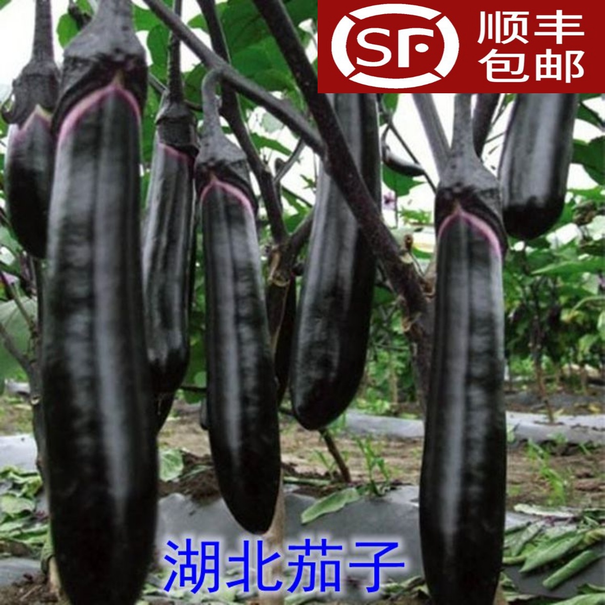 湖北露天新鲜嫩紫茄子油焖茄子薄皮线茄子现摘蔬菜长茄子4斤顺丰 水产肉类/新鲜蔬果/熟食 茄子 原图主图