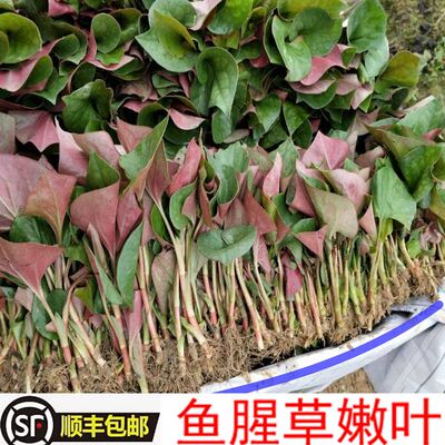 新鲜叶子湖北节节根顺丰鱼腥草