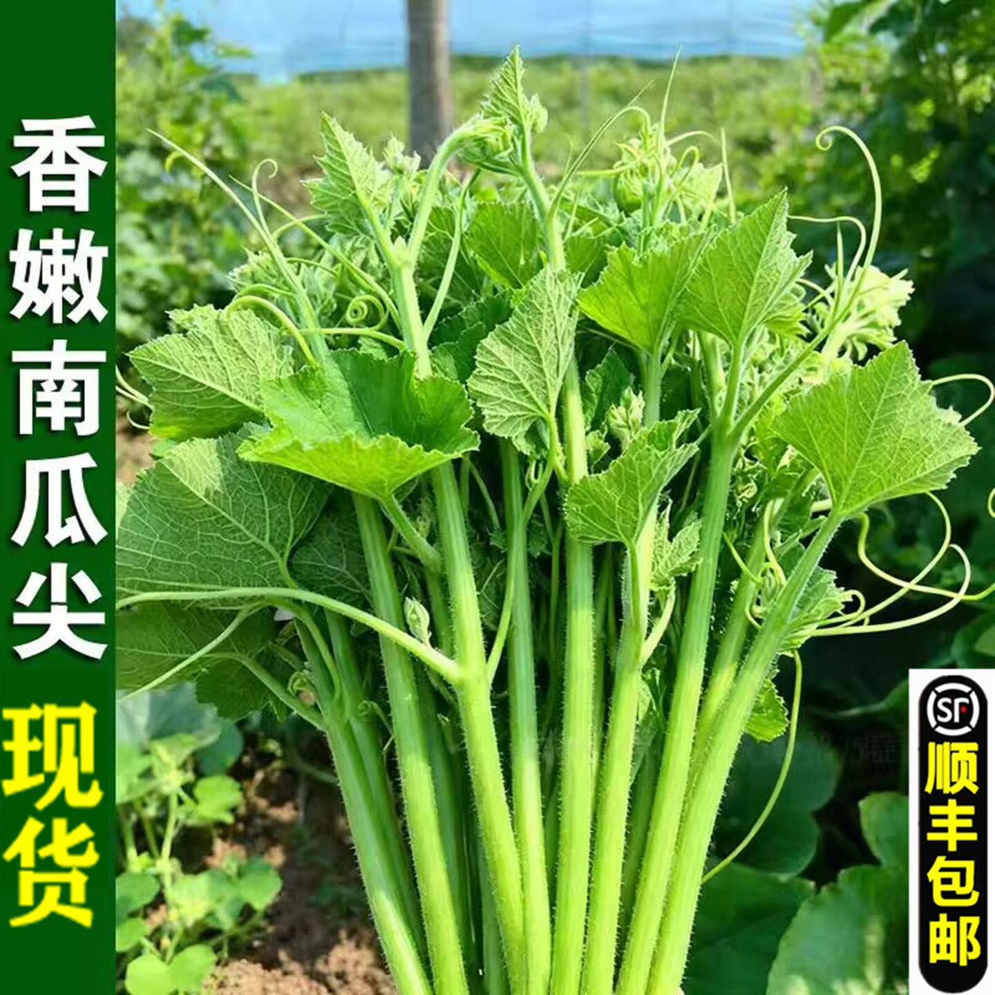 湖北露天南瓜尖南瓜藤龙须菜南瓜梗子现摘南瓜苗茎去皮吃脆嫩顺丰