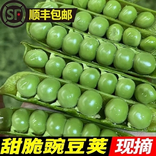 湖北新鲜豌豆夹带壳青豆现摘甜豆角农家弯豆米粒露天种植5斤包邮
