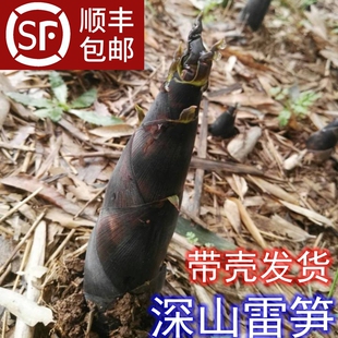 湖北新鲜春笋现挖竹笋pk临安冬笋雷笋野笋油焖笋嫩小笋蔬菜5斤包