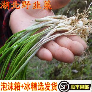 湖北新鲜野韭菜苗野小葱野生小蒜煎鸡蛋现挖大脑瓜小根蒜4斤顺丰