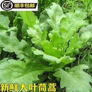 时令新鲜茼蒿大叶同蒿蓬蒿蒿菜菊花菜蒿子皇帝菜现摘现发3斤顺丰