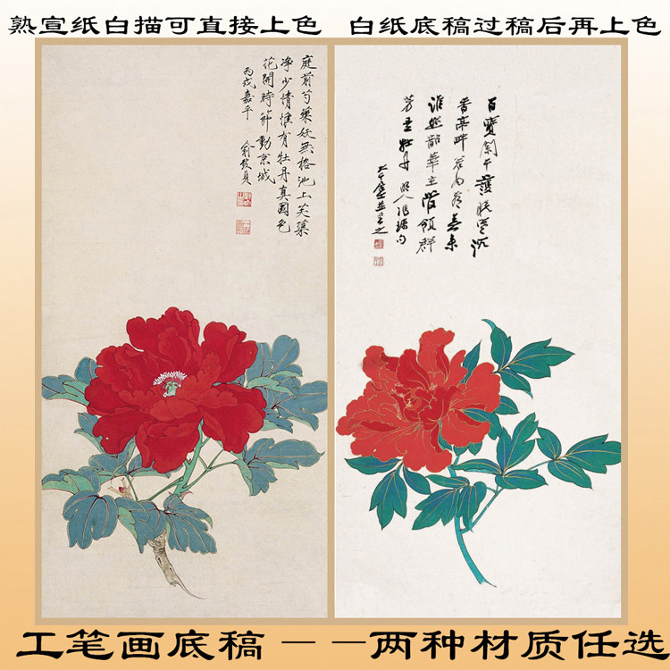 m282张大千茶花俞致贞牡丹工笔画白描底稿熟宣纸线描直接上色条幅