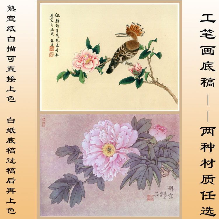 Z14俞致贞戴胜茶花王庆升牡丹工笔画白描底稿熟宣纸印刷直接上色