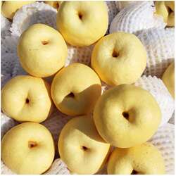 陕西乾县酥梨冰糖雪梨脆甜多汁新鲜水果正宗泔河梨子5斤中果包邮