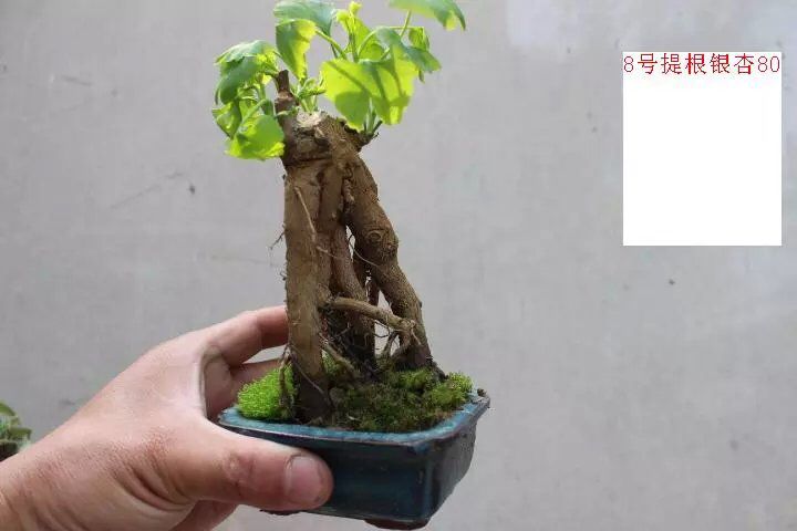 【微型求败】微型提根银杏笋盆景