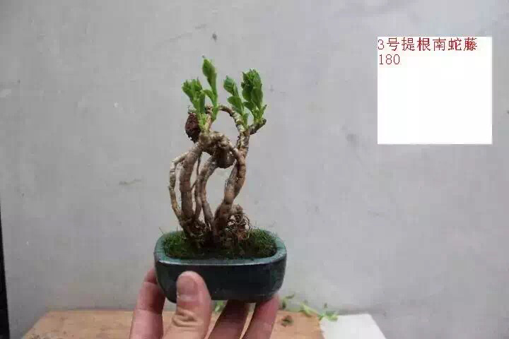 【微型求败】提根南蛇藤盆景