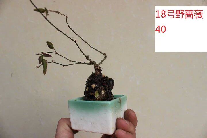 【微型求败】野蔷薇盆景