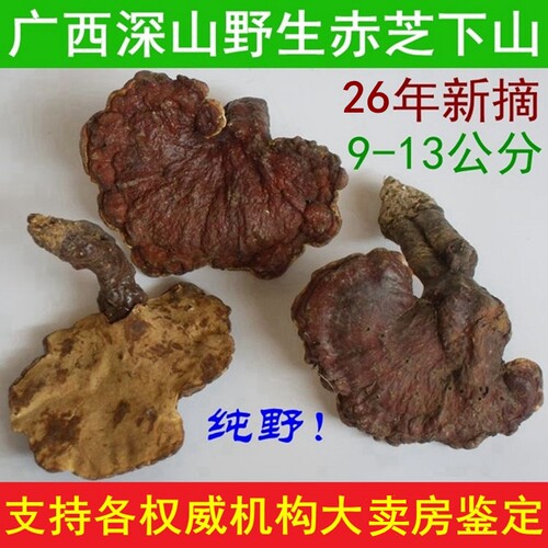 26年广西深山野生灵芝赤灵芝