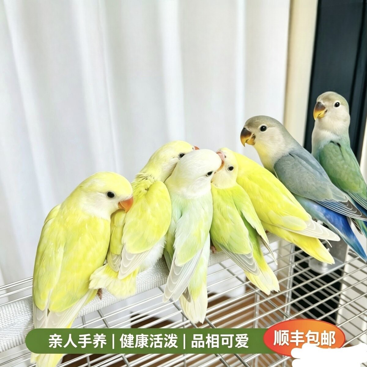 手养牡丹亲人宠物活体雏鸟苹果绿澳闪紫伊沙黄桃绿桃鹦鹉宠物小鸟