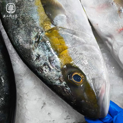 海钓刺身级黄鰤鱼寒鰤鱼船上放血冰鲜发顺丰次日达可免费帮切