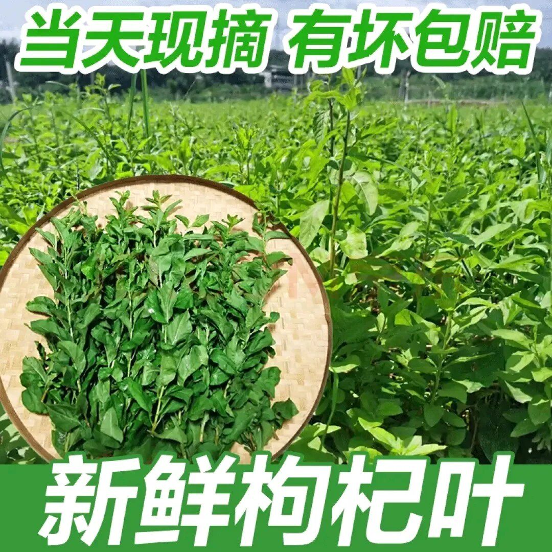 新鲜枸杞叶四季食用枸杞菜当天现摘现发广东发货带枝叶嫩叶子
