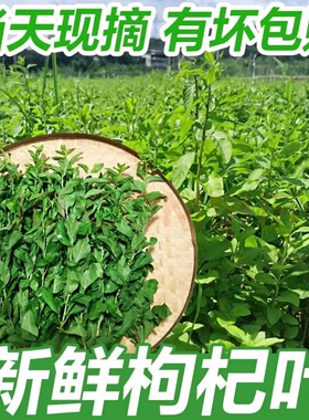 新鲜枸杞叶四季食用枸杞菜当天现摘现发广东发货带枝叶嫩叶子