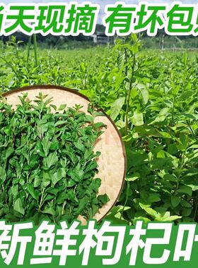 新鲜枸杞叶四季食用嫩叶子
