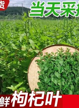 新鲜枸杞叶四季食用枸杞菜嫩叶子当天采摘农产品广东发货带枝纯叶
