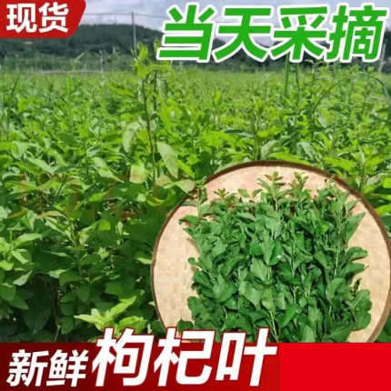 新鲜枸杞叶四季食用枸杞菜嫩叶子当天采摘农产品广东发货带枝纯叶