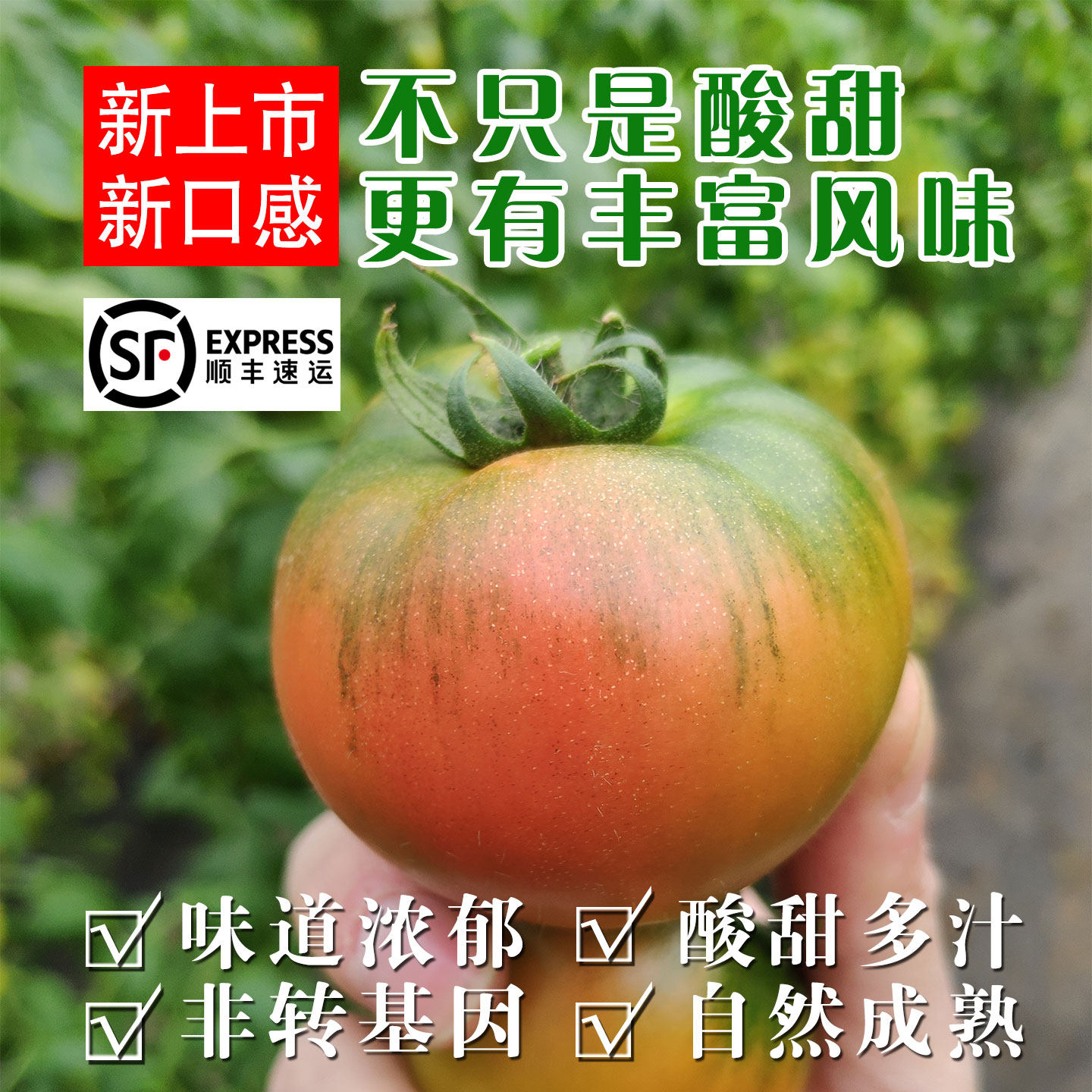 海阳味道浓郁小西红柿草莓柿子酸甜有味孕妇宝辅食籽有机种植番茄