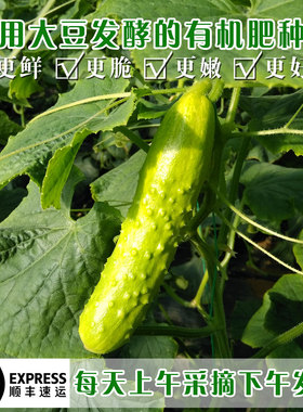 正宗白玉黄瓜海阳新鲜低糖水果孕妇生吃脆嫩鲜香当季现摘5斤净重