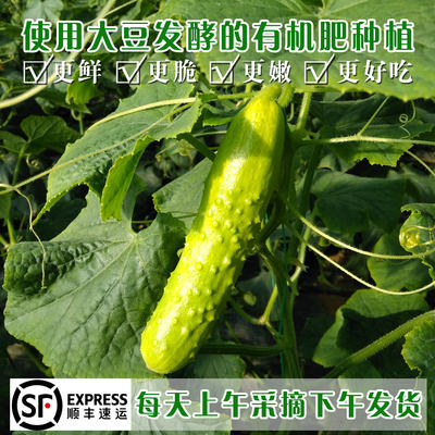 上午采摘下午发货白玉黄瓜脆甜鲜