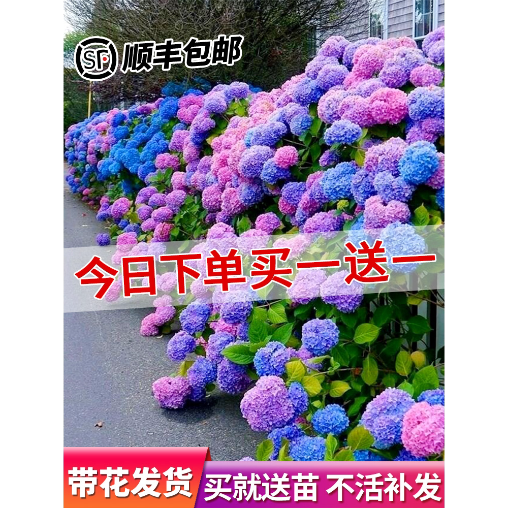 绣球花苗无尽夏盆栽带花特大老桩