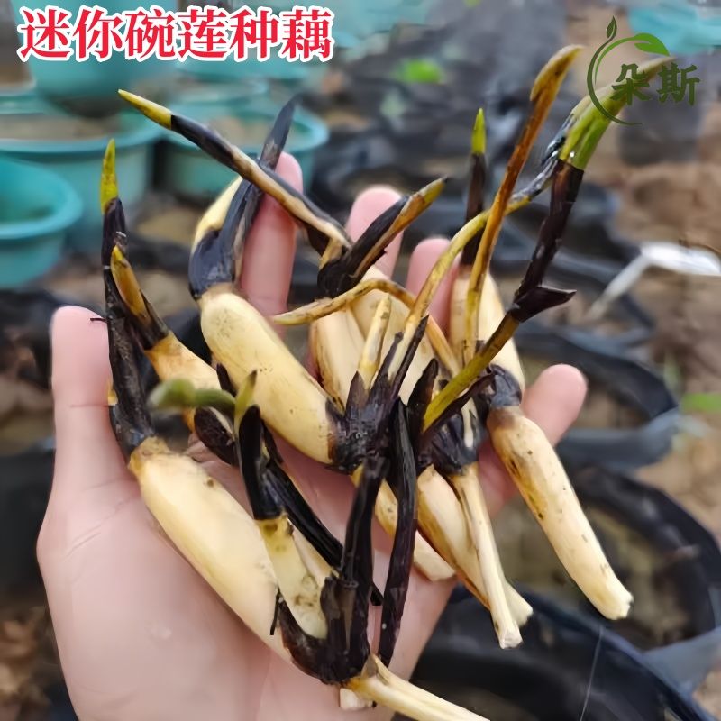 新品迷你碗莲种藕苗微型小荷花苗藕苗水生小荷花室内外水培植物花
