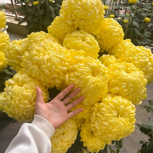 菊花苗大花带花苞四季盆栽开花大苗秋菊适合秋天种的花阳台植物