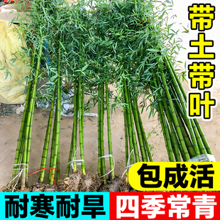竹子苗北方耐寒庭院金镶玉名贵四季常青观赏矮化盆栽 黄金竹
