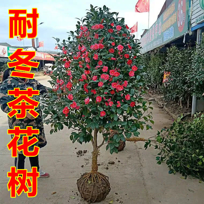 山茶花树苗庭院大型绿植盆栽花卉茶花