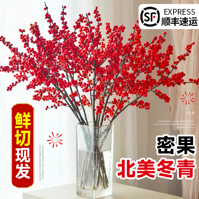 北美冬青红果真花鲜切水培植物室内盆栽带果年宵花水养家用插花卉
