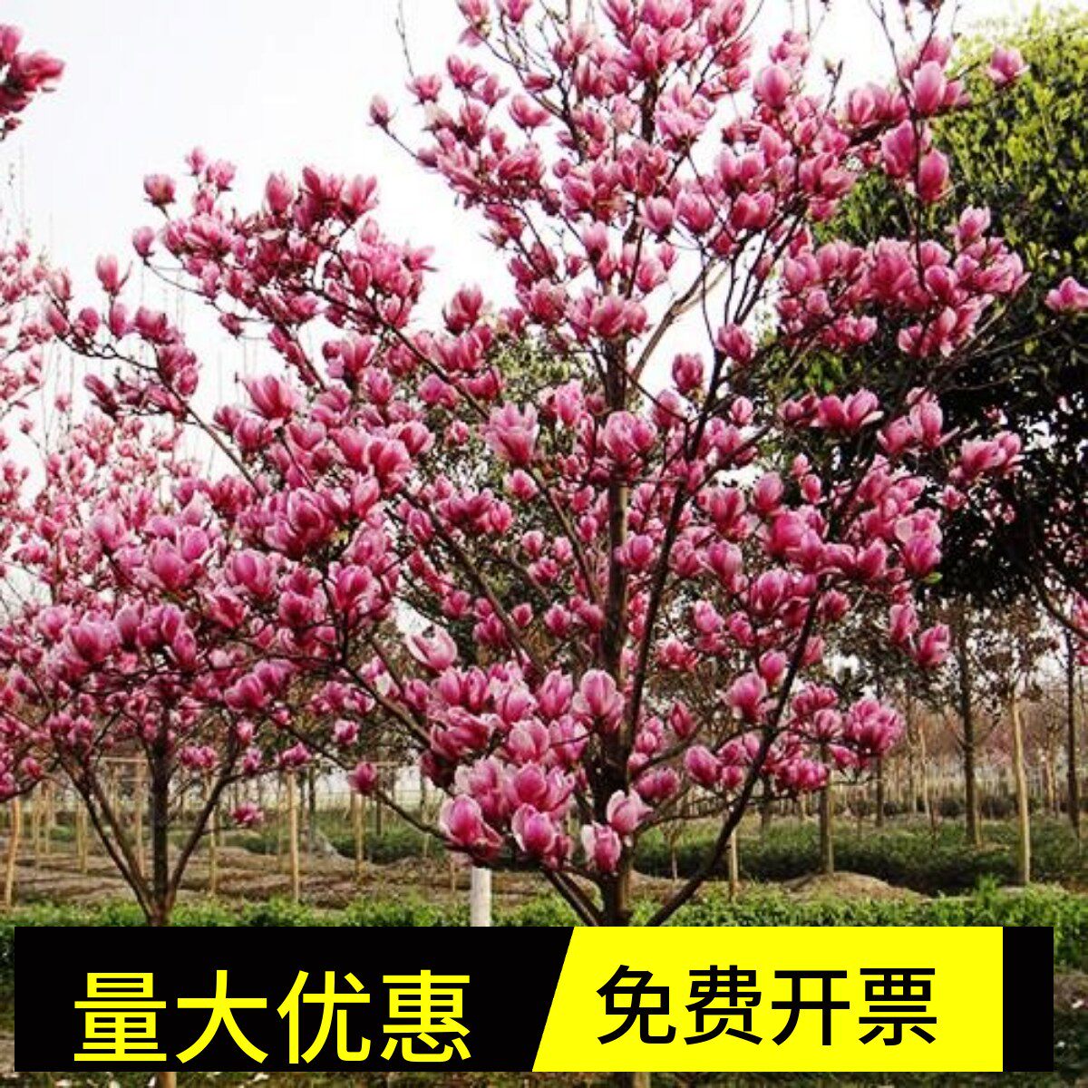 紫玉兰树苗白玉兰苗黄玉兰玉兰花