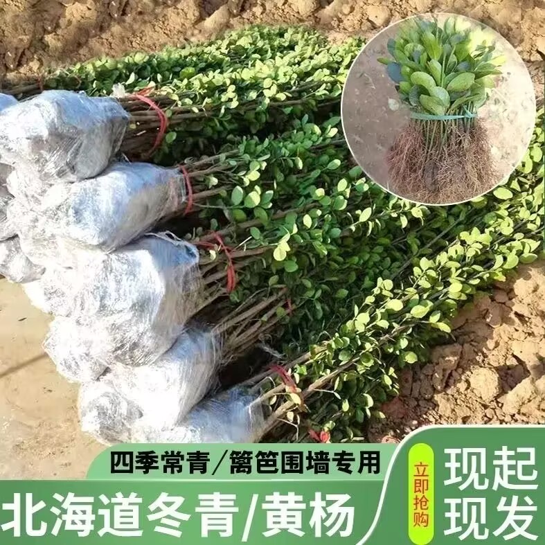 冬青树苗大叶黄杨苗庭院别墅花园植物搭配四季常青