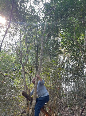 【春茶预售】2026春易武百树林古树生茶200克饼