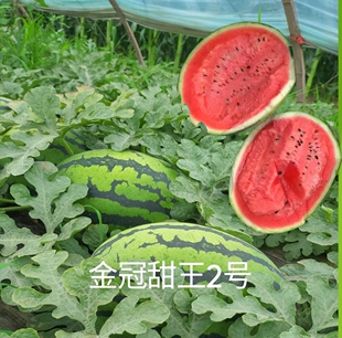 金冠甜王2号西瓜种子小籽甜王类型300粒/袋